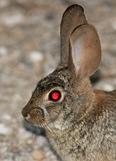 Desert-Cottontail