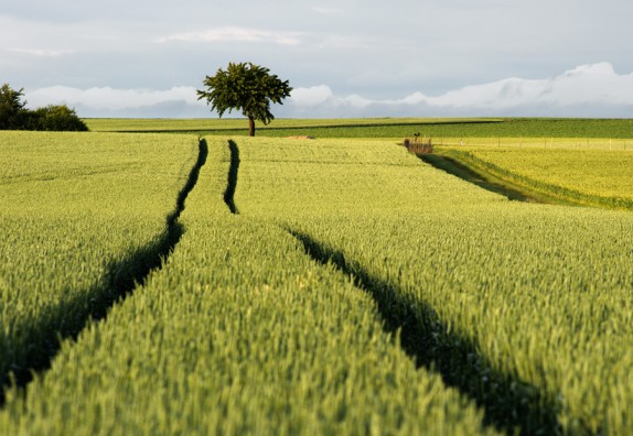 Linee in fotografia